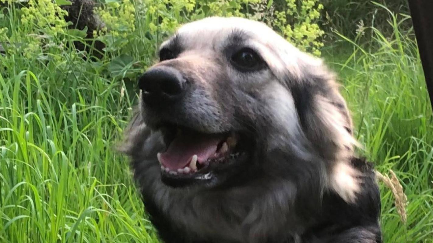Dina