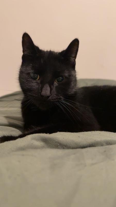 Elvis