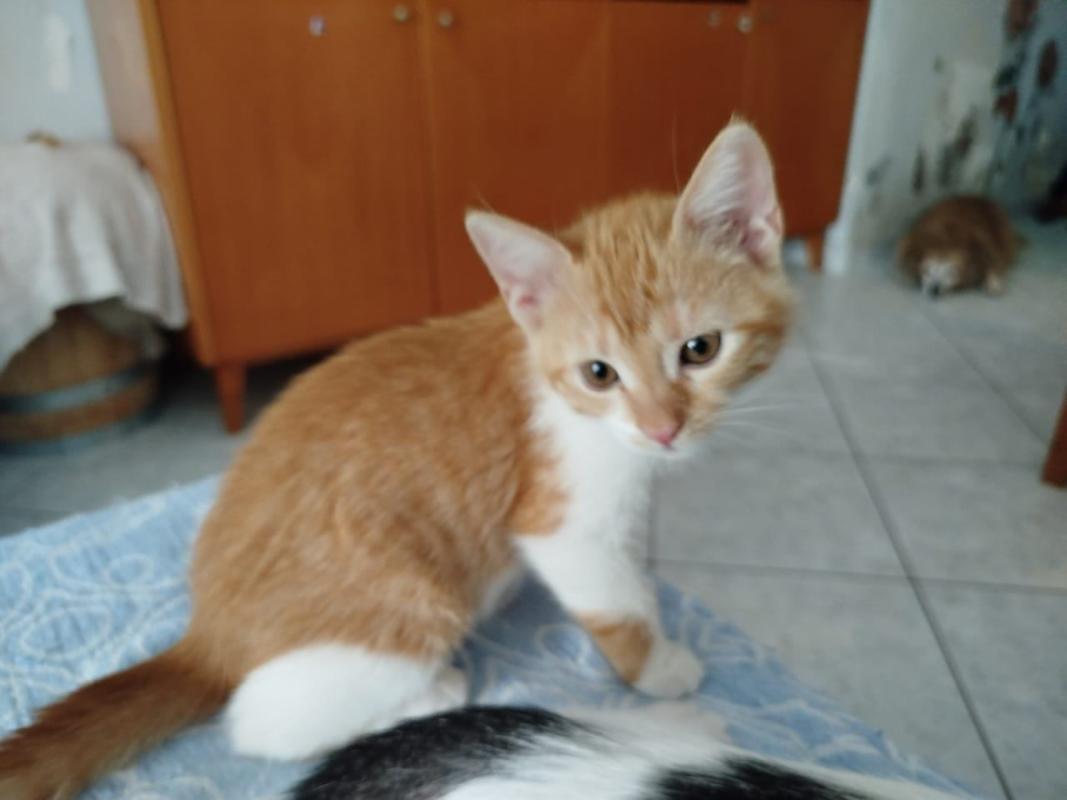 Tamara