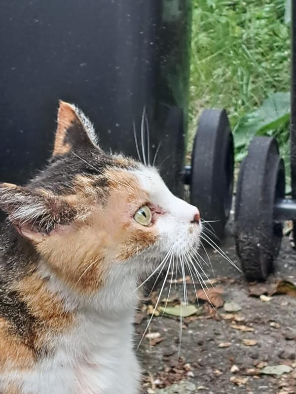 *SPOED* Pippi