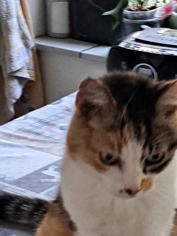 *SPOED* Pippi