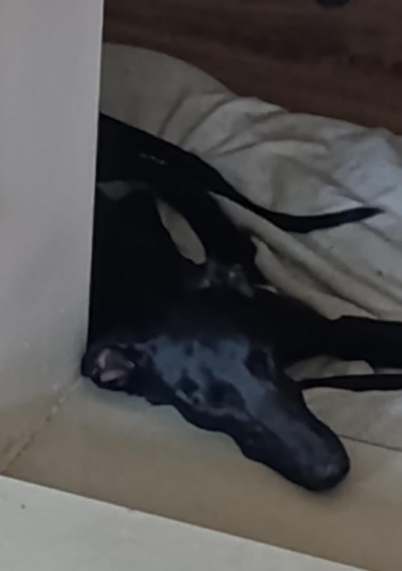 Isla