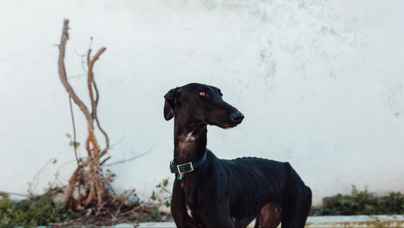 Isla