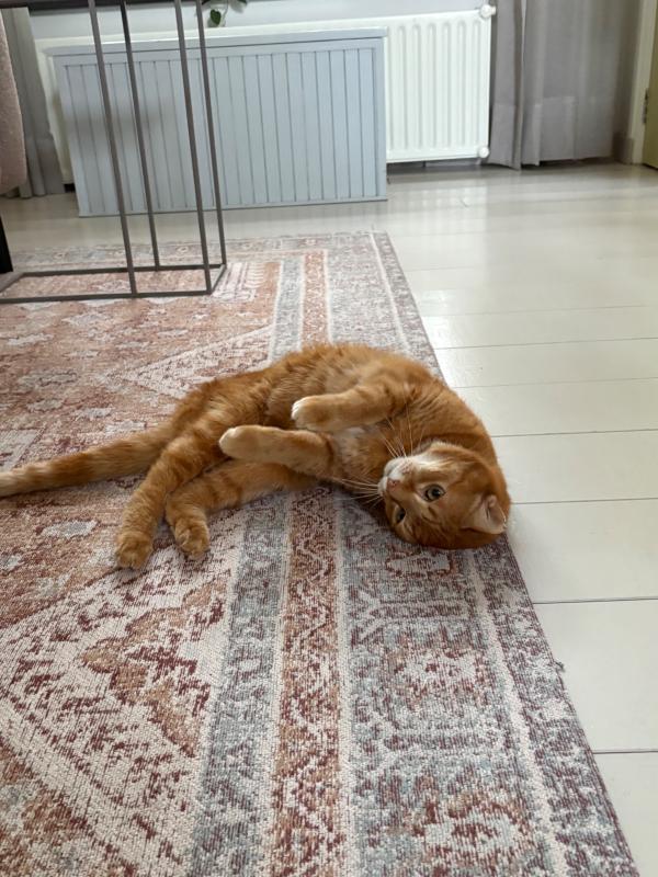 Puk