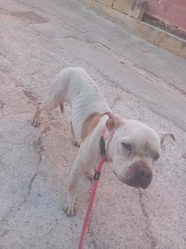Bea