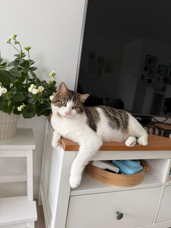 Mika