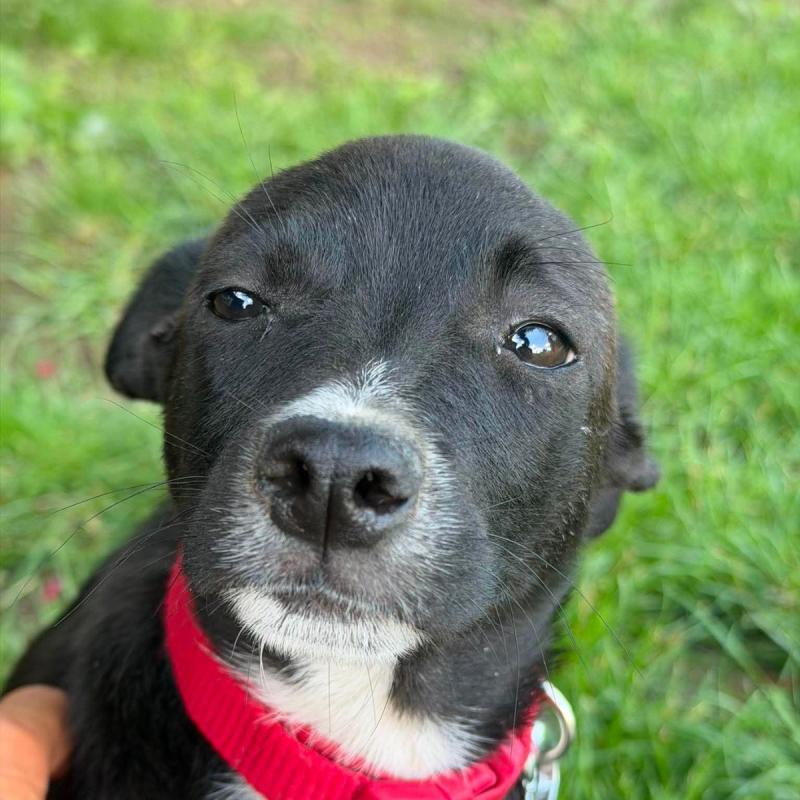 Otis