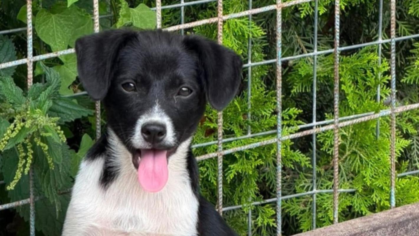 Marlo