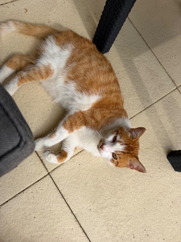 Niko