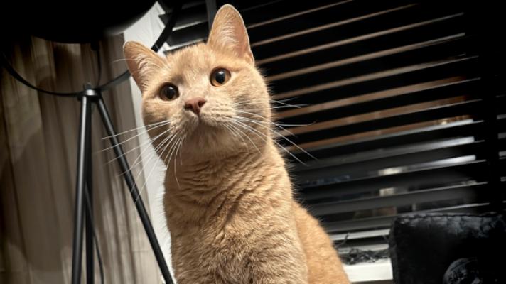 Simba