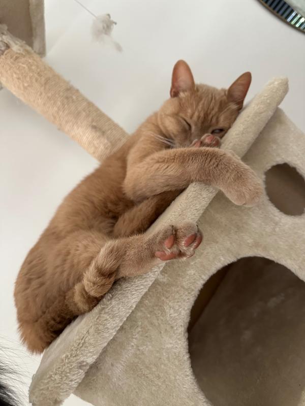 Simba