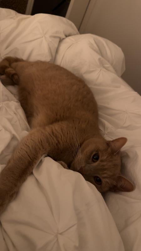 Simba