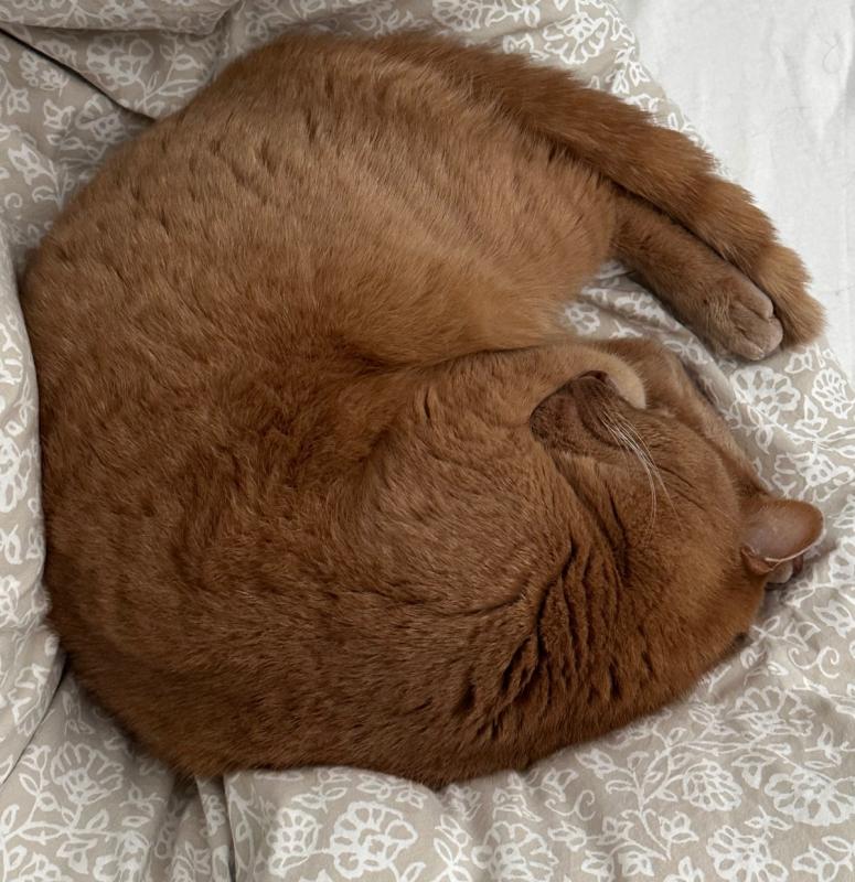 Simba