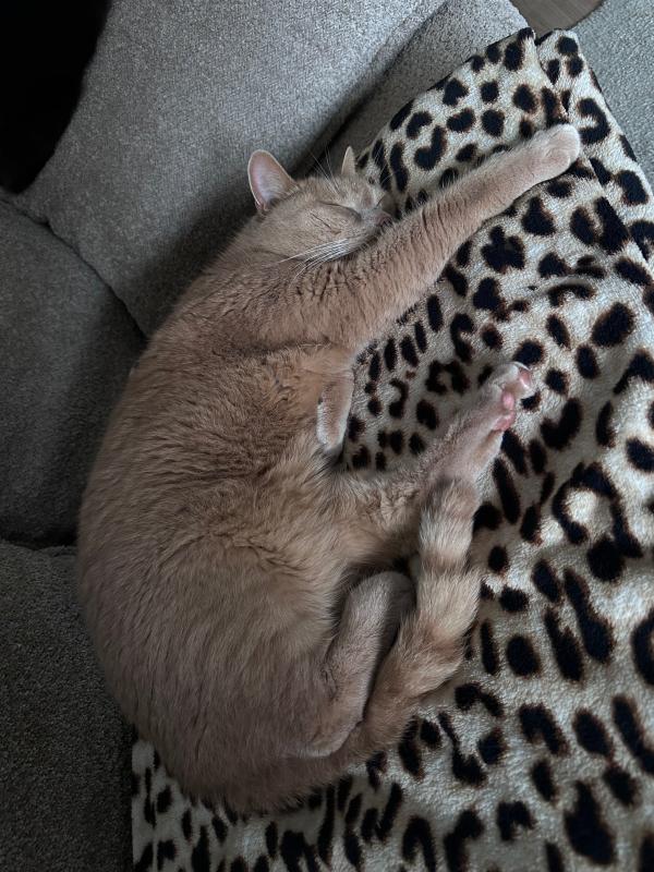 Simba