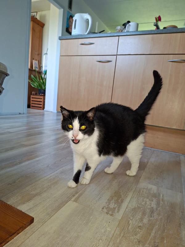 Karel