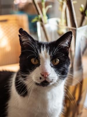 Karel