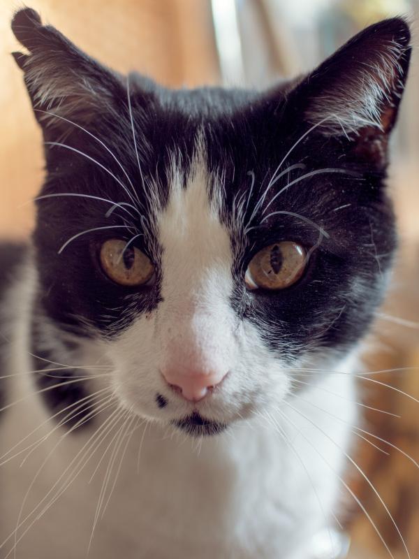 Karel