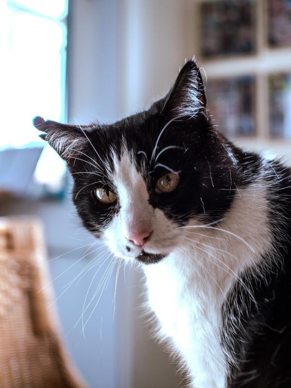 Karel