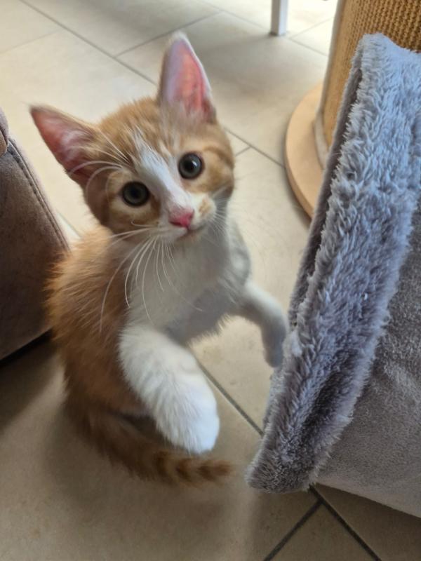Finn