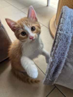 Finn