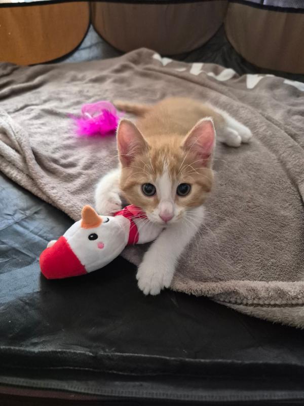 Finn