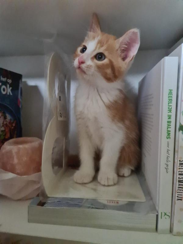 Finn