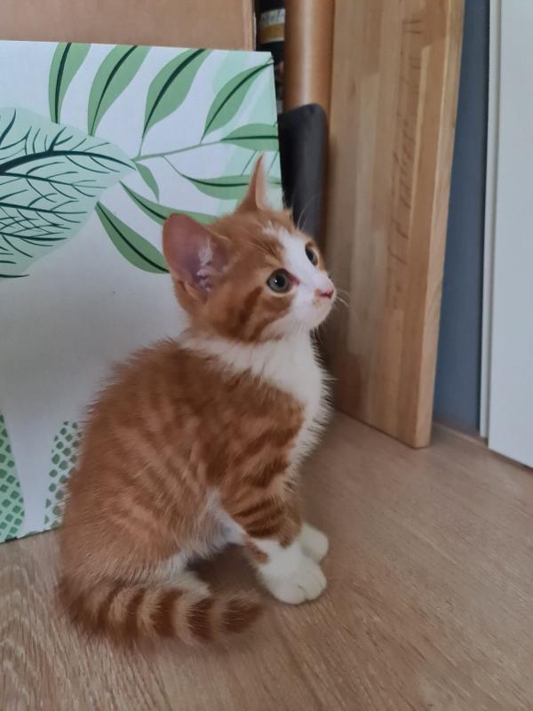 Bobby