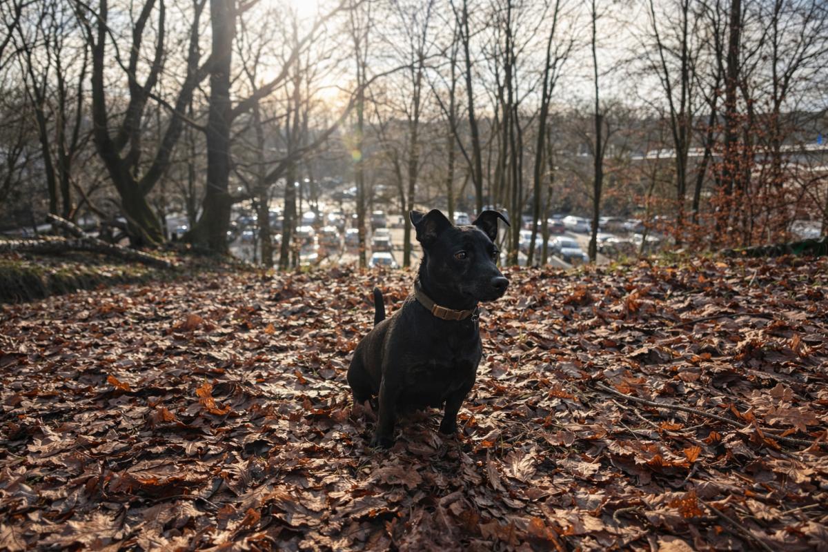 Shadow