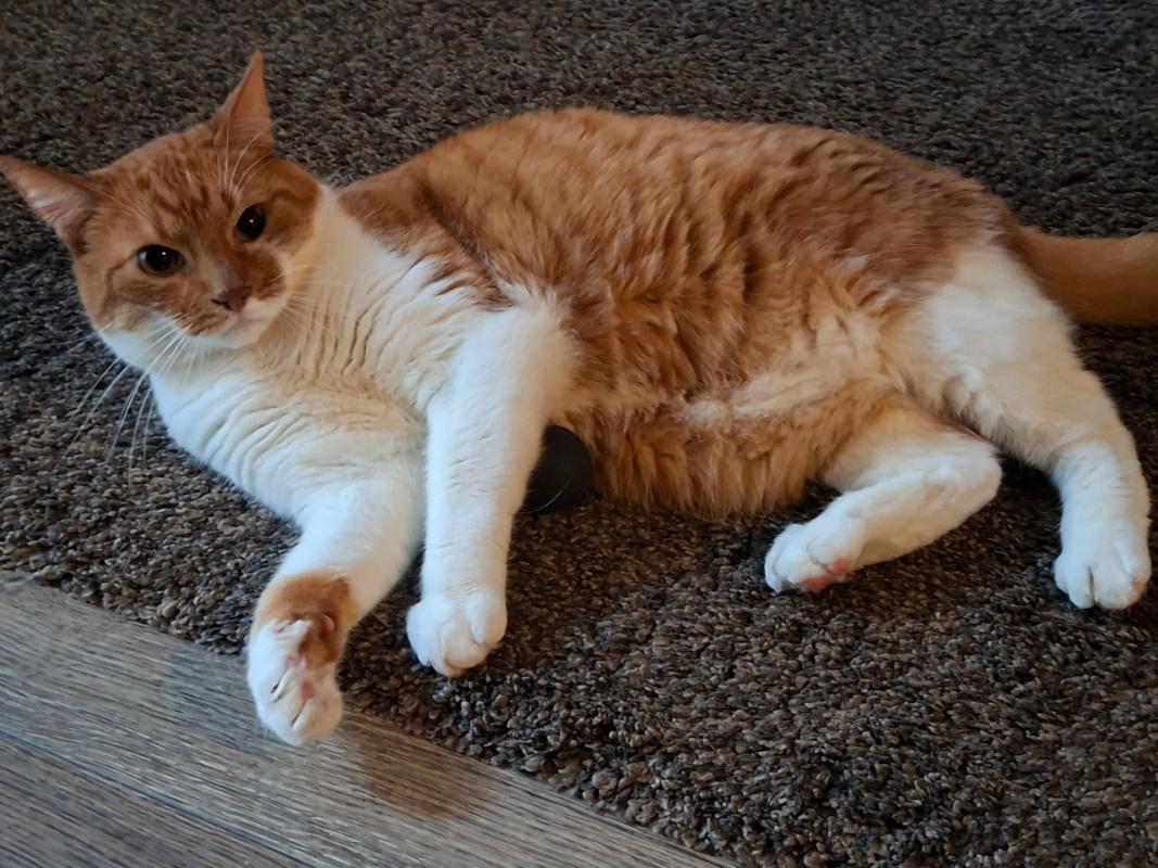 Felix