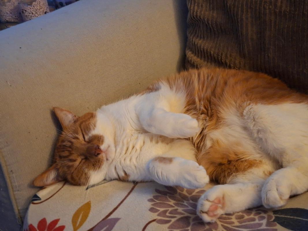 Felix