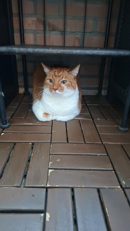 Felix