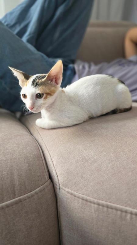 Lily