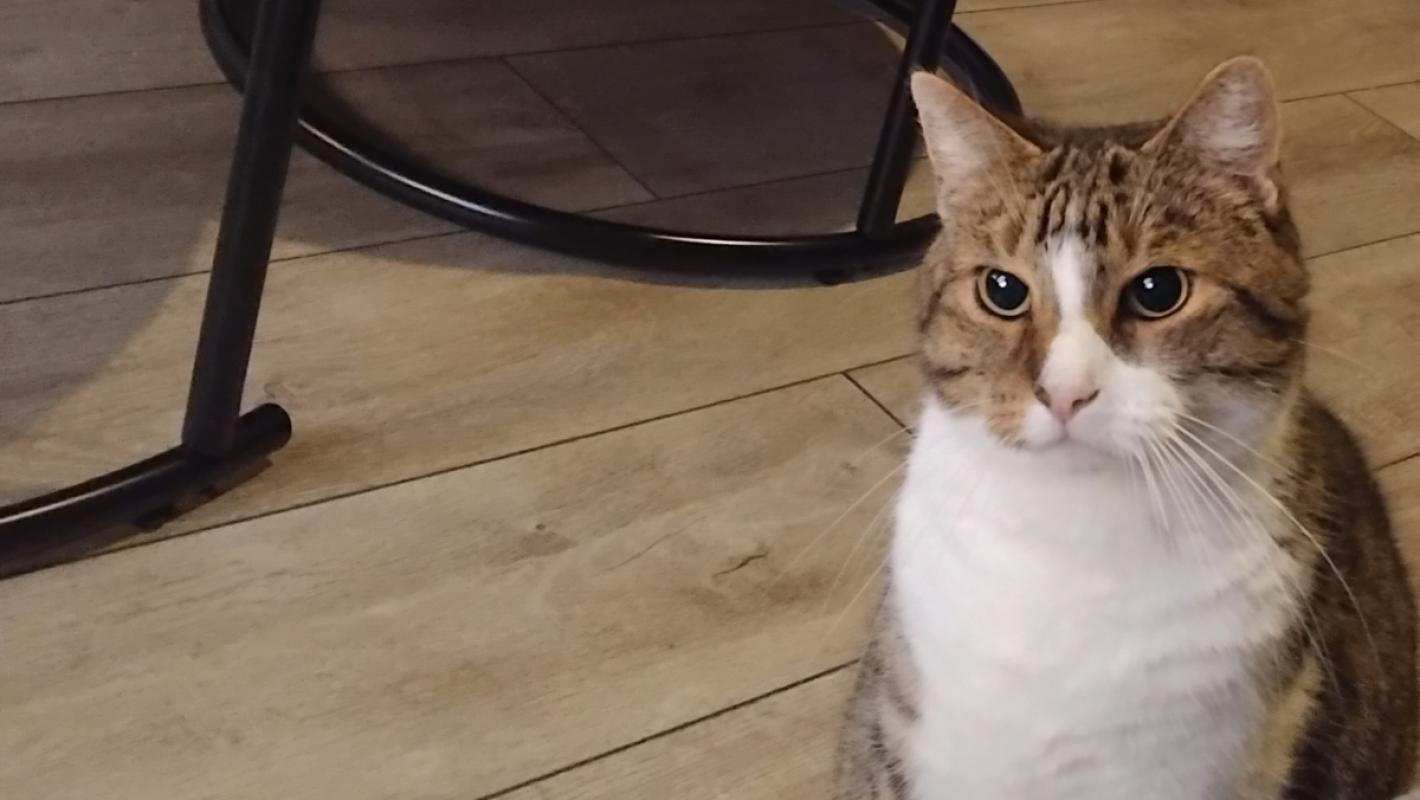 Tijger