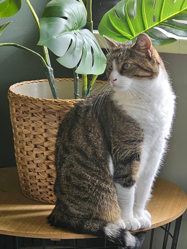 Tijger