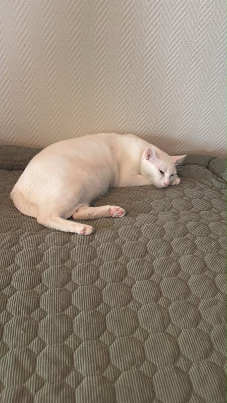 Mimi
