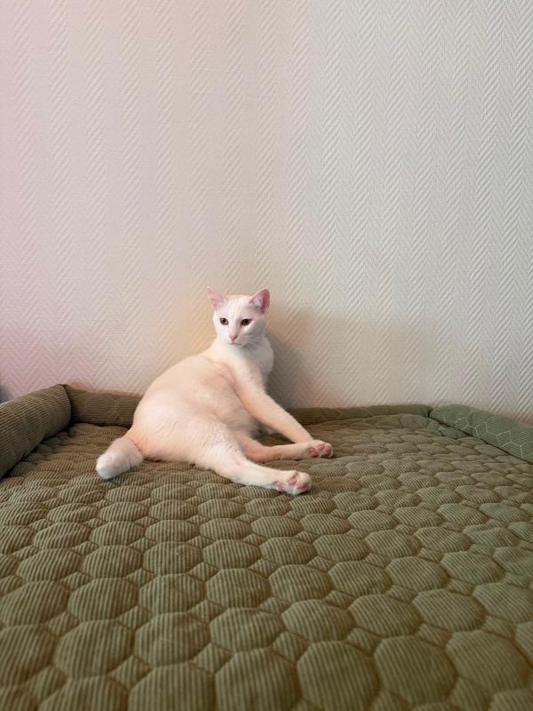 Mimi