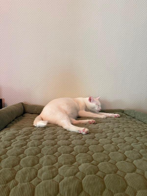 Mimi