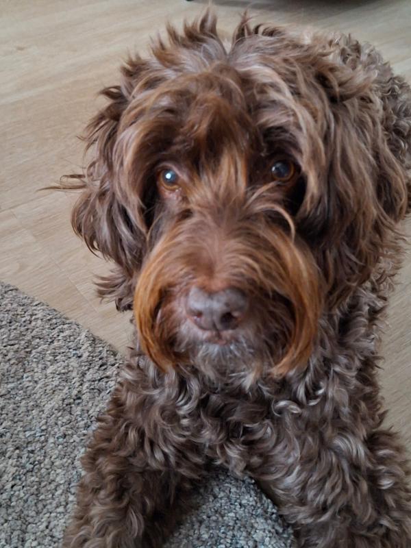 Riley