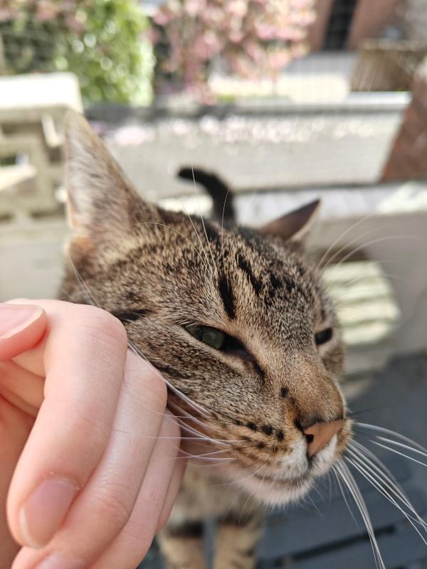 Milo