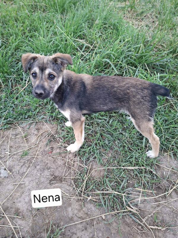 Nena