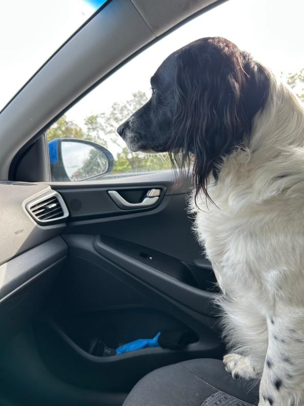 Olaf