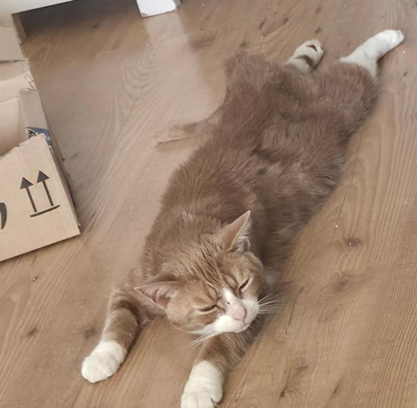 Willem