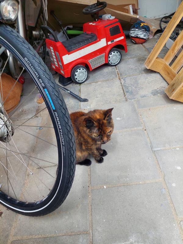 Simba
