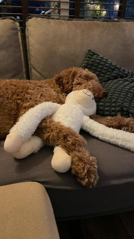 Teddy