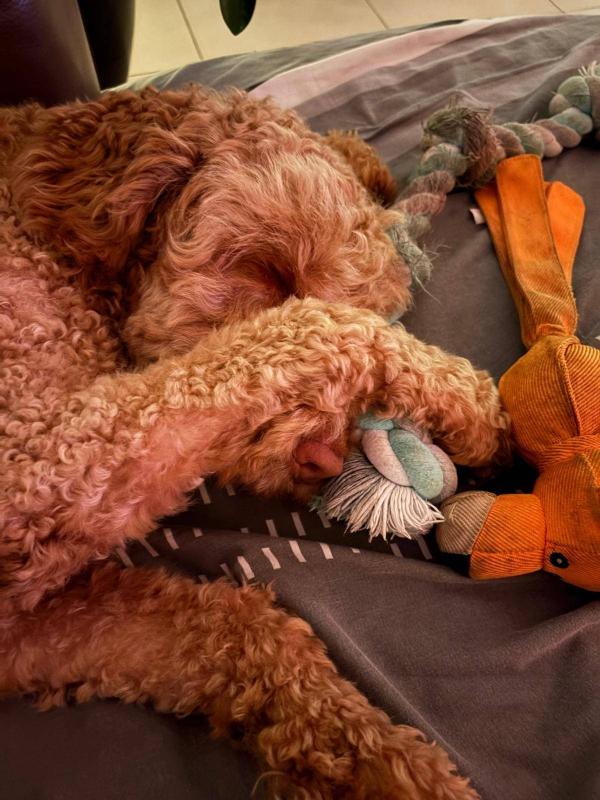 Teddy
