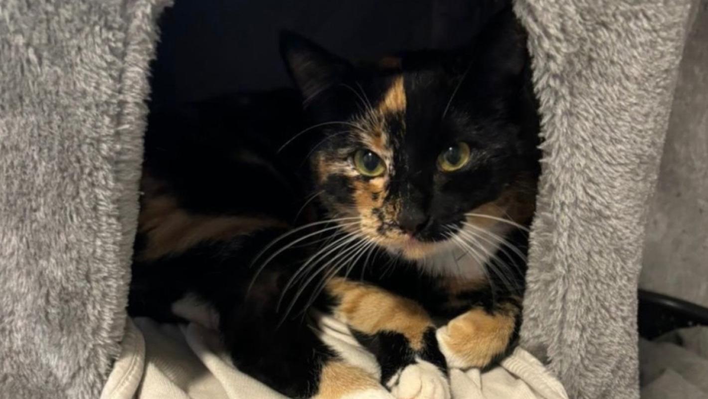 Nala