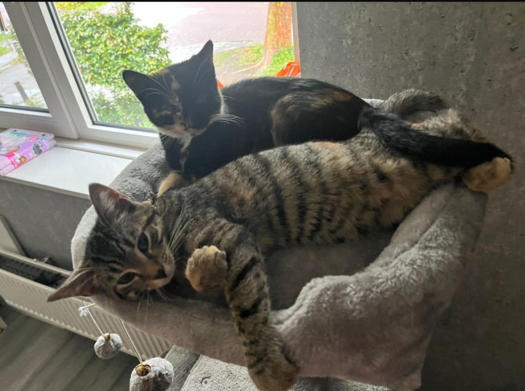 Simba