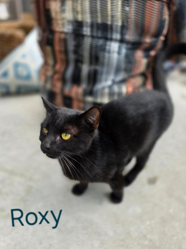 Roxy