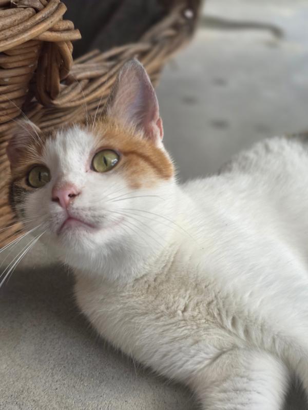 Nova