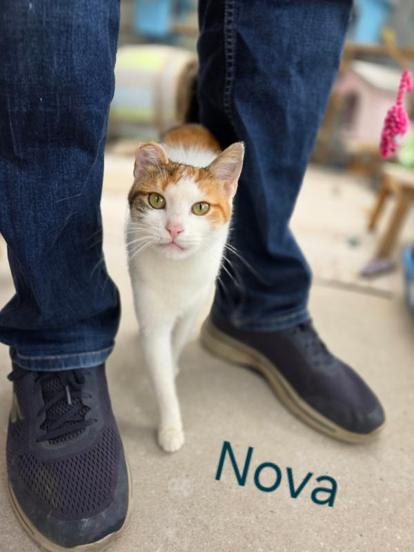 Nova